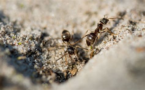 家中 突然出現很多 小螞蟻 金水相生格